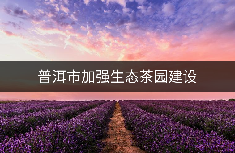 普洱市加強生態(tài)茶園建設(shè)