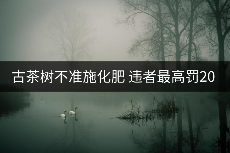 古茶樹(shù)不準(zhǔn)施化肥 違者最高罰2000元