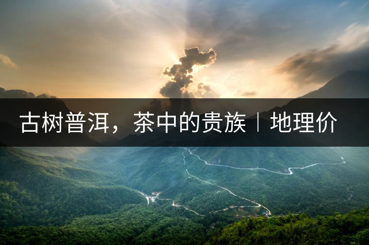 古樹普洱，茶中的貴族︱地理價(jià)值是普洱茶的最大資源優(yōu)勢