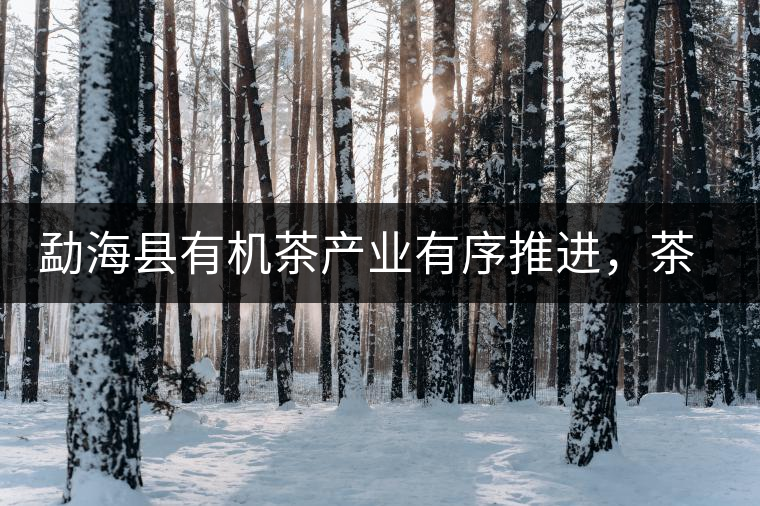 勐海縣有機茶產業(yè)有序推進，茶產業(yè)已成為第一支柱產業(yè)