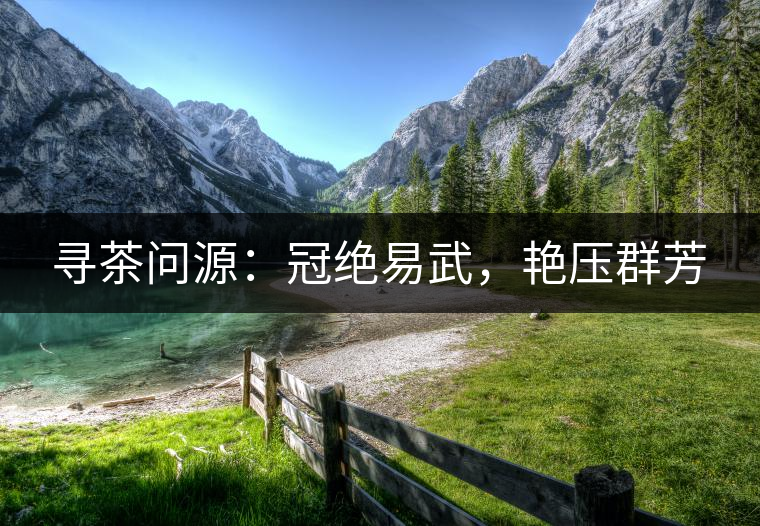 尋茶問源：冠絕易武，艷壓群芳