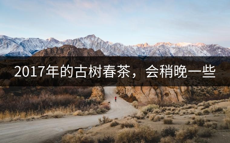 2017年的古樹春茶，會稍晚一些