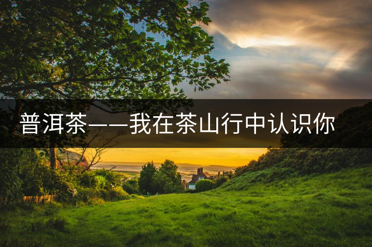 普洱茶——我在茶山行中認(rèn)識你之景邁