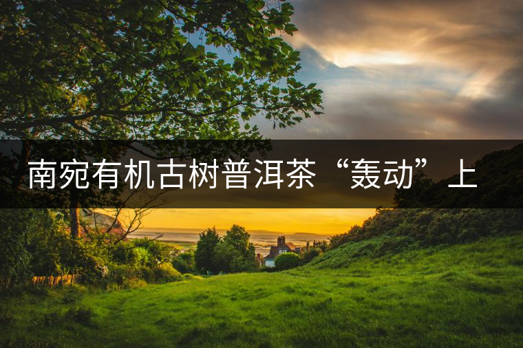 南宛有機古樹普洱茶“轟動”上海灘