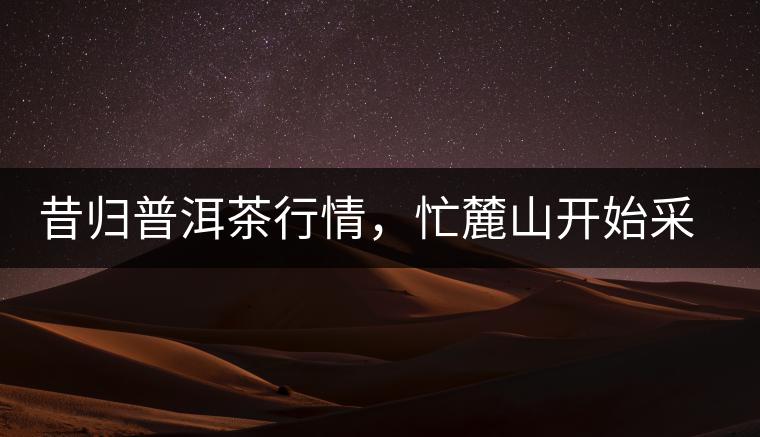 昔歸普洱茶行情，忙麓山開(kāi)始采制春茶