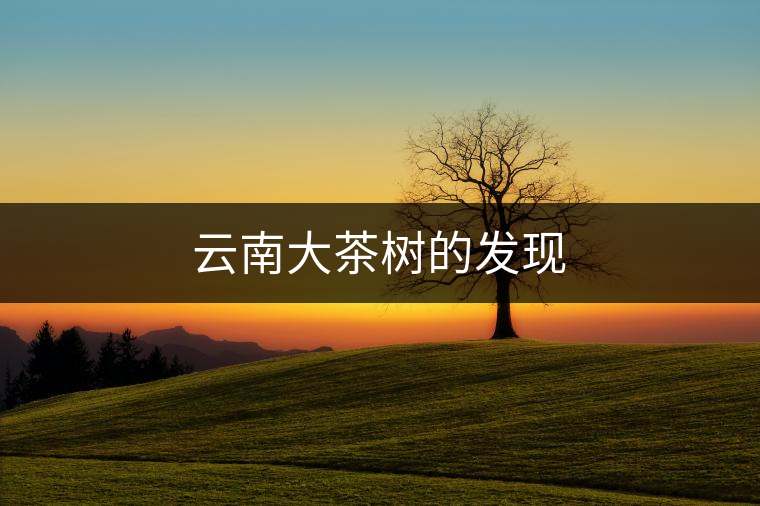 云南大茶樹的發(fā)現 云南大茶樹的發(fā)現