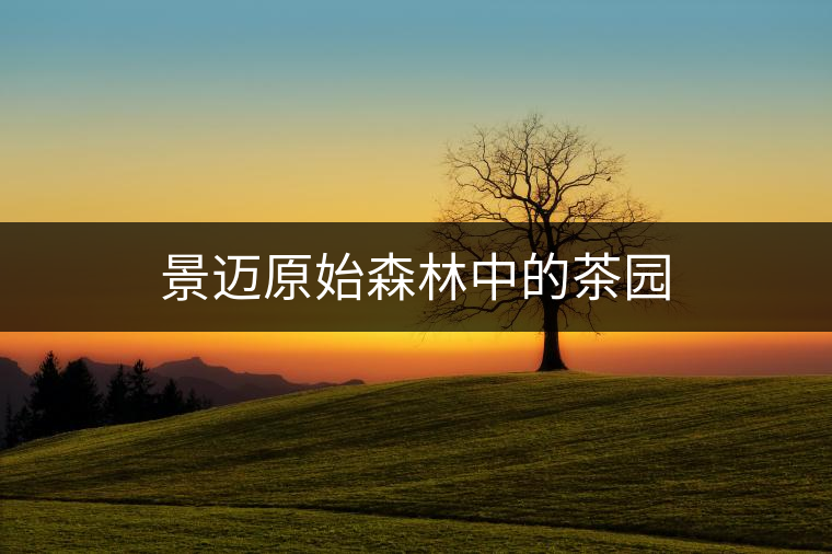 景邁原始森林中的茶園