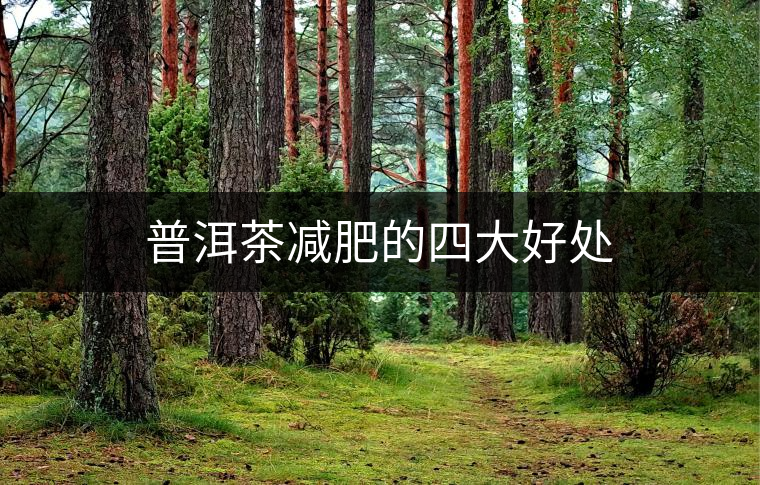 普洱茶減肥的四大好處