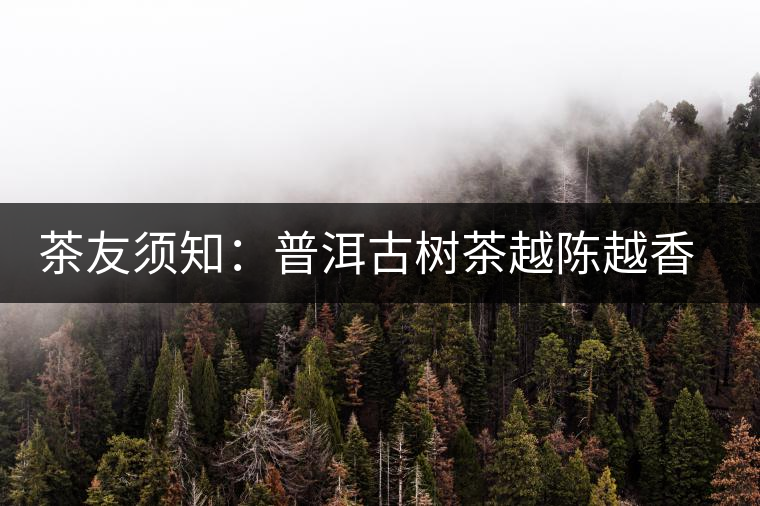 茶友須知：普洱古樹(shù)茶越陳越香的演變過(guò)程