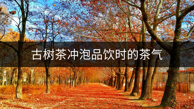 古樹(shù)茶沖泡品飲時(shí)的茶氣 古樹(shù)茶沖泡品飲時(shí)的茶氣