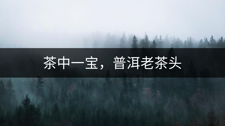 茶中一寶，普洱老茶頭