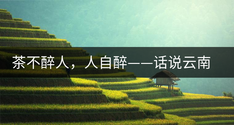 茶不醉人，人自醉——話說云南冰島普洱茶