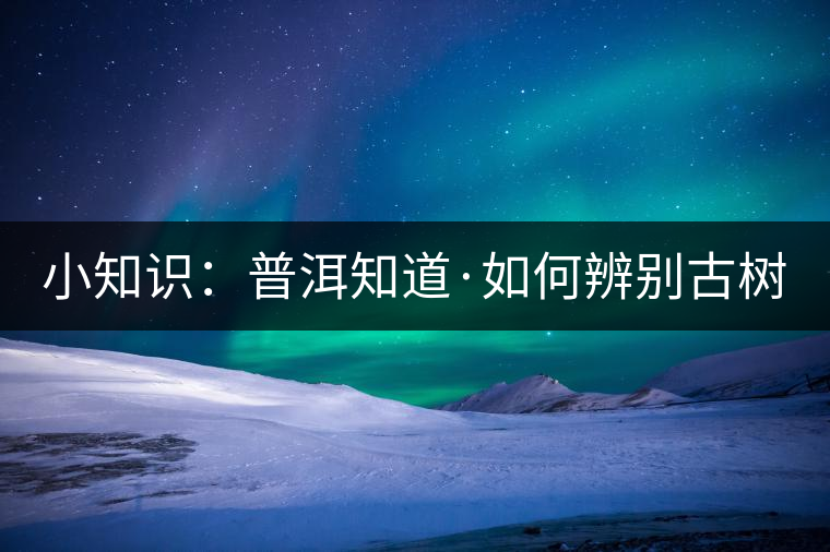 小知識：普洱知道·如何辨別古樹茶？