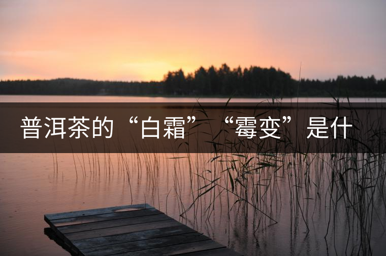 普洱茶的“白霜”“霉變”是什么鬼？