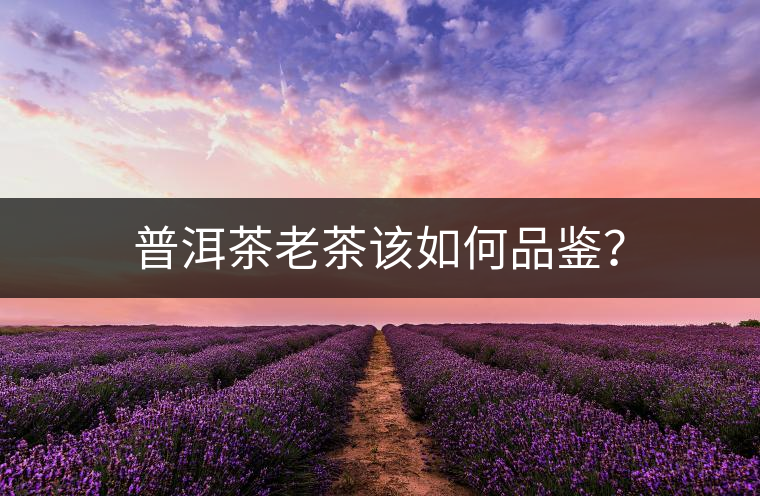 普洱茶老茶該如何品鑒？