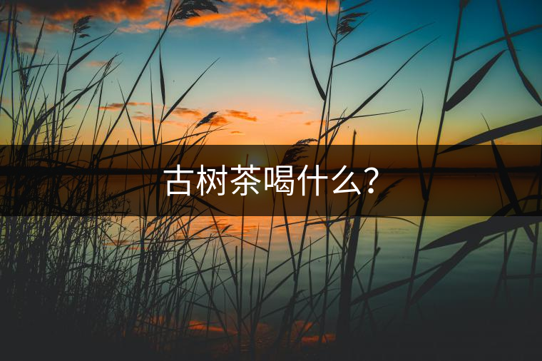 古樹茶喝什么？