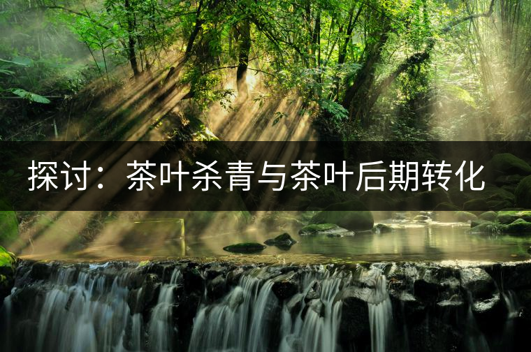 探討：茶葉殺青與茶葉后期轉(zhuǎn)化有什么關(guān)系？