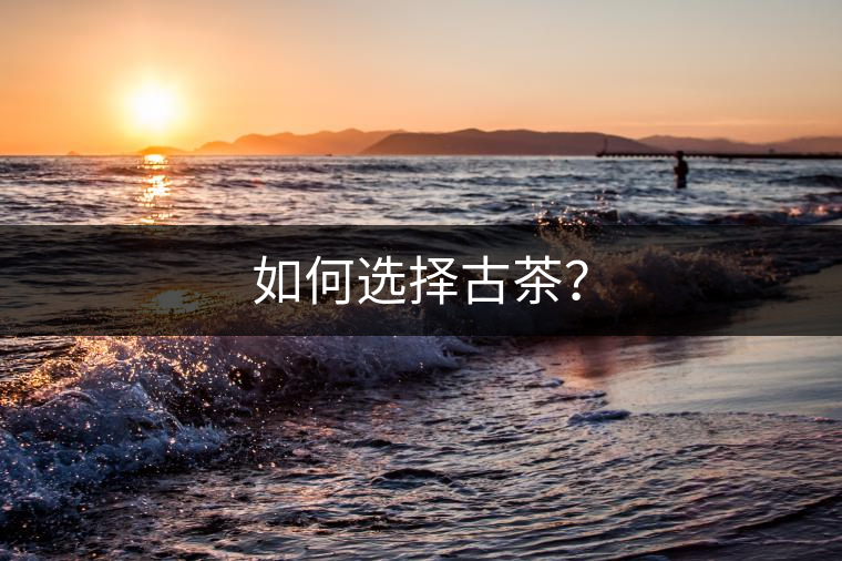 如何選擇古茶？