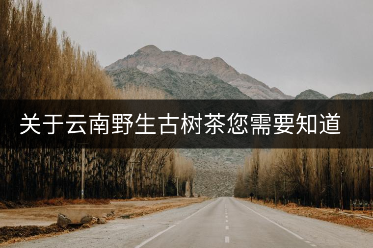 關于云南野生古樹茶您需要知道的 關于云南野生古樹茶您需要知道的