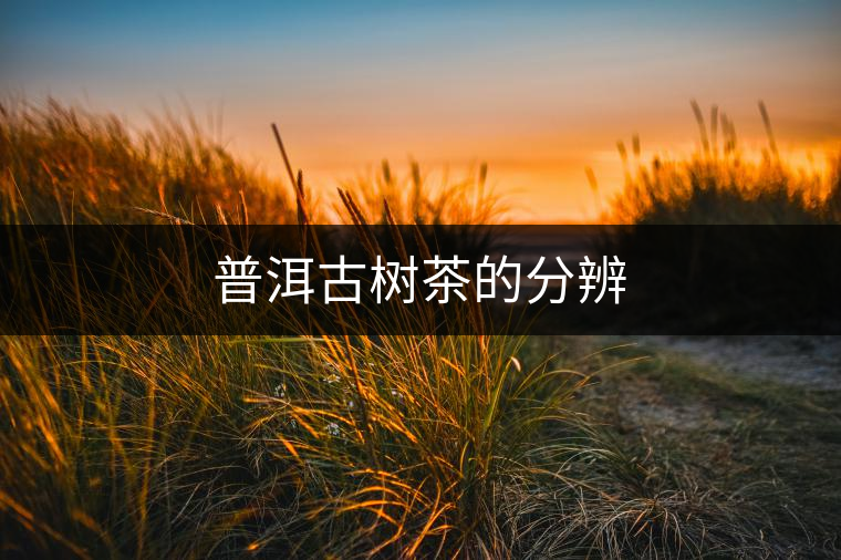 普洱古樹茶的分辨 普洱古樹茶的分辨