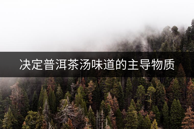 決定普洱茶湯味道的主導物質(zhì)