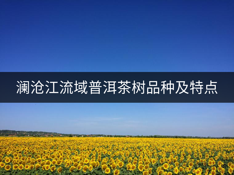 瀾滄江流域普洱茶樹(shù)品種及特點(diǎn)