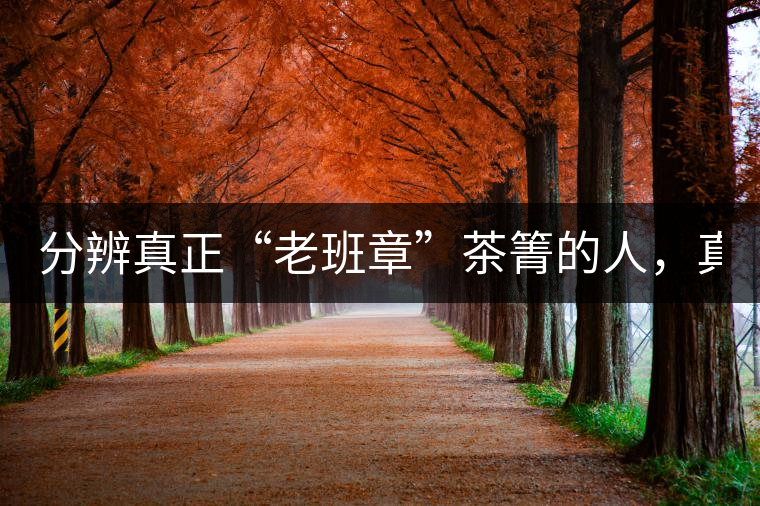 分辨真正“老班章”茶箐的人，真的不多！