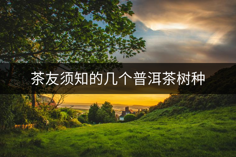 茶友須知的幾個(gè)普洱茶樹(shù)種