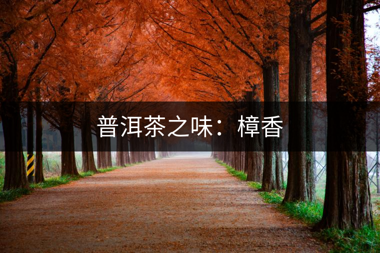 普洱茶之味:樟香 普洱茶之味:樟香
