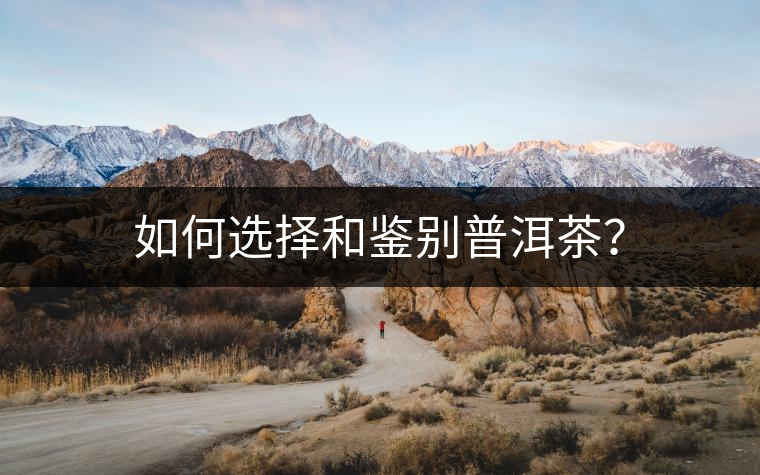 如何選擇和鑒別普洱茶？