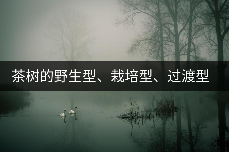茶樹的野生型、栽培型、過渡型是怎么界定的？