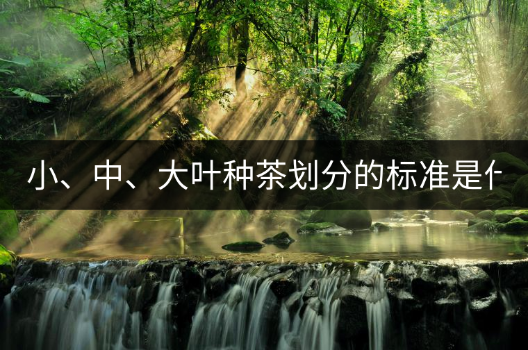 小、中、大葉種茶劃分的標(biāo)準(zhǔn)是什么？