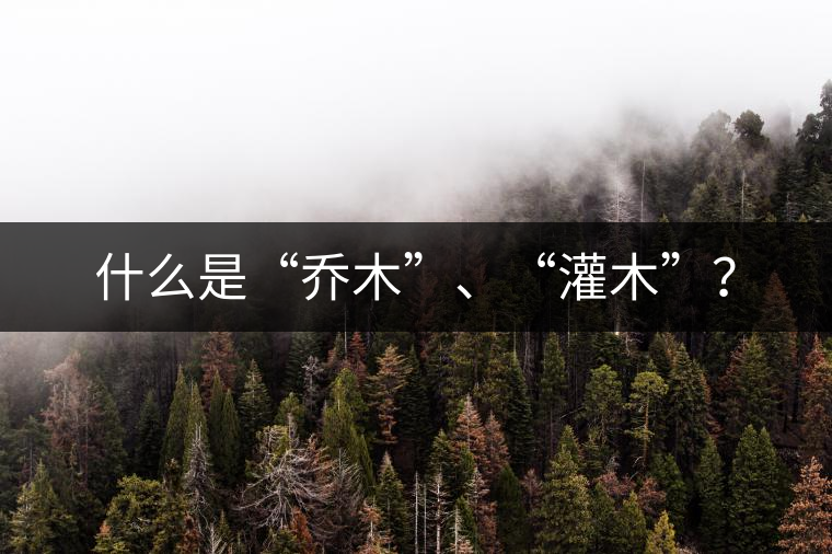 什么是“喬木”、“灌木”？