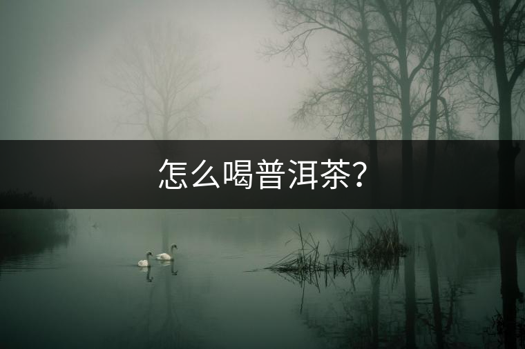 怎么喝普洱茶？