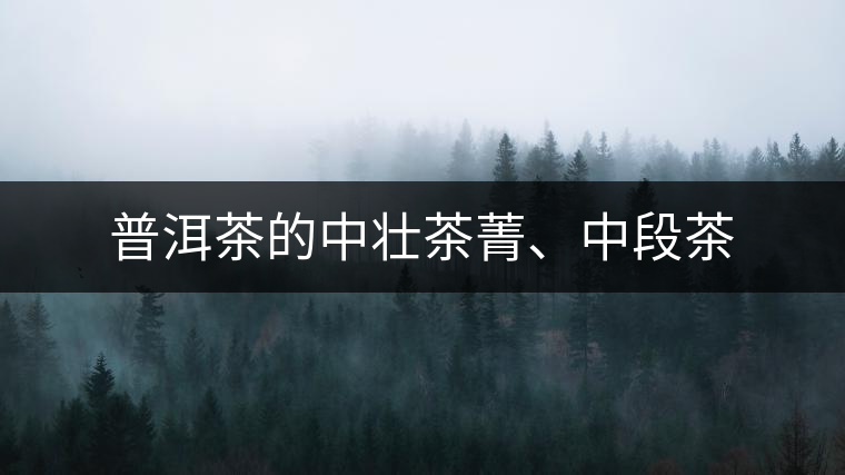 普洱茶的中壯茶菁、中段茶