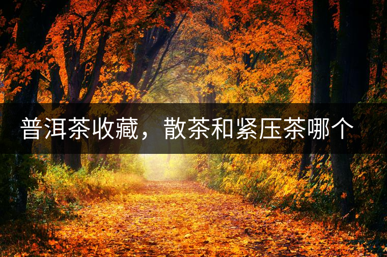 普洱茶收藏，散茶和緊壓茶哪個(gè)更好？