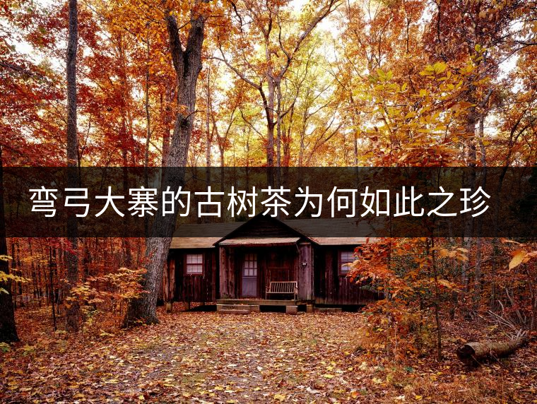 彎弓大寨的古樹茶為何如此之珍貴？