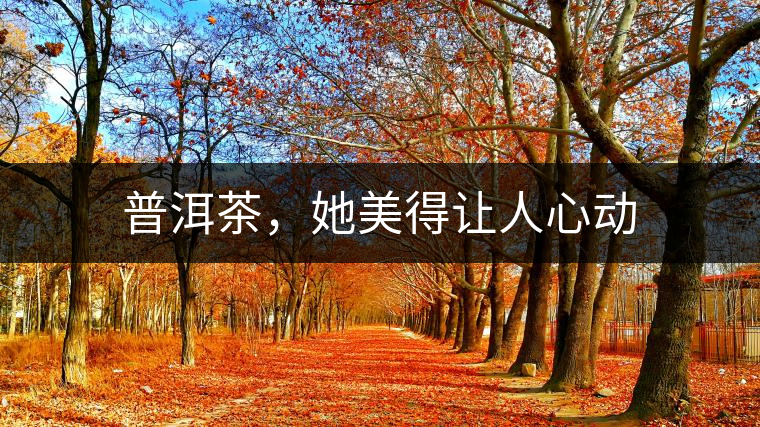 普洱茶，她美得讓人心動