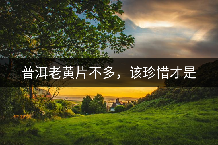 普洱老黃片不多，該珍惜才是