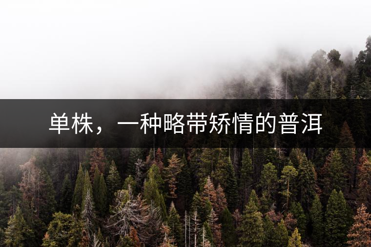 單株，一種略帶矯情的普洱