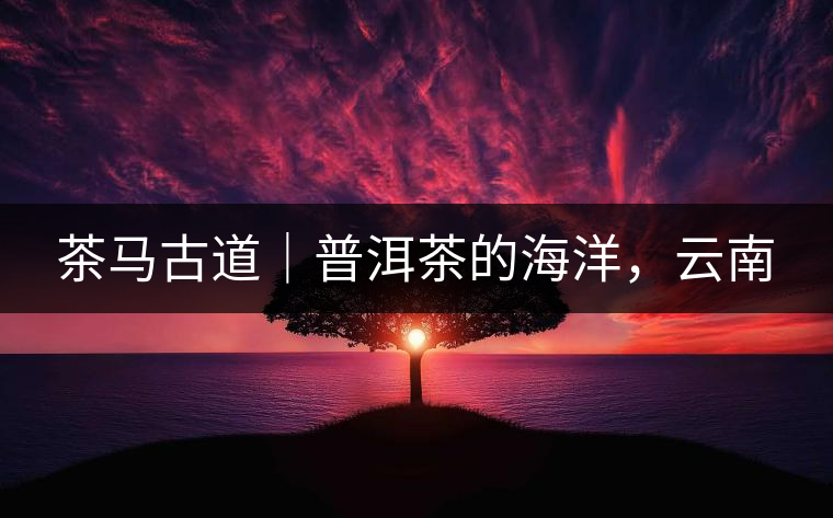 茶馬古道｜普洱茶的海洋，云南