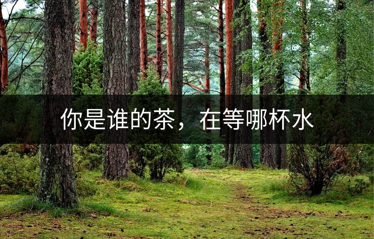 你是誰的茶，在等哪杯水