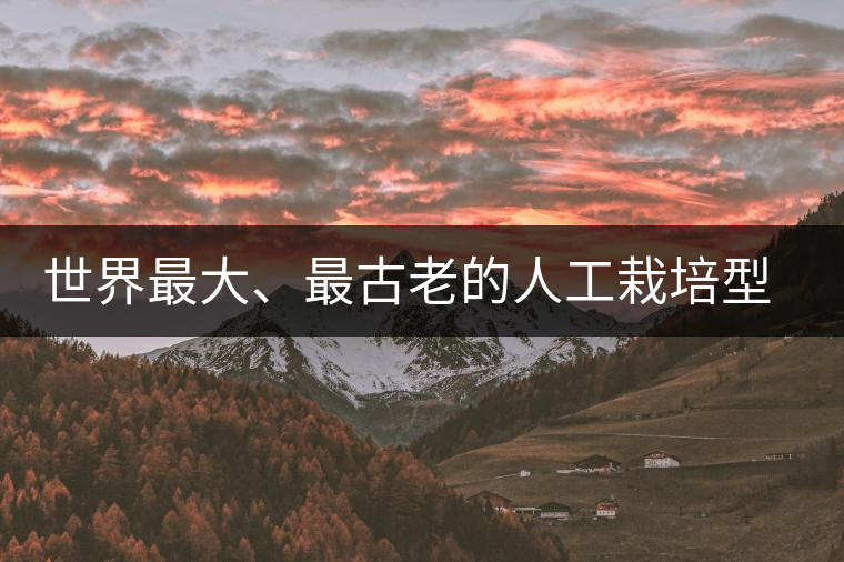 世界最大、最古老的人工栽培型的古茶樹——香竹箐茶祖