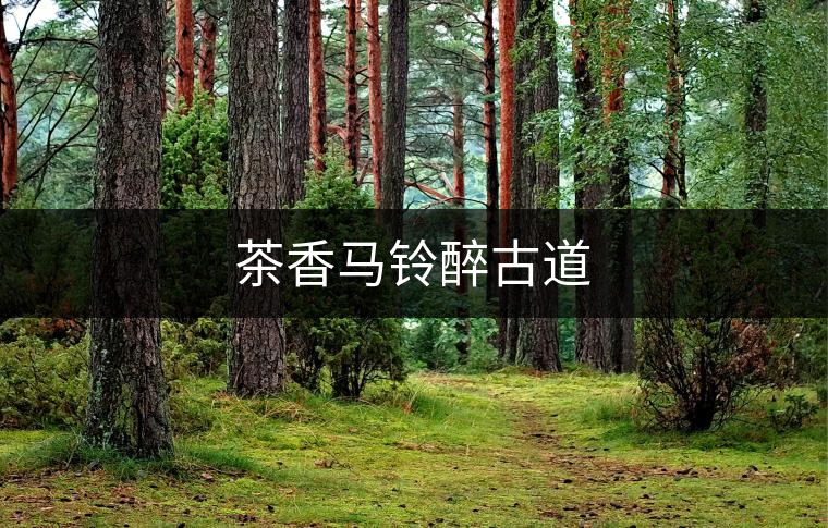 茶香馬鈴醉古道 茶香馬鈴醉古道