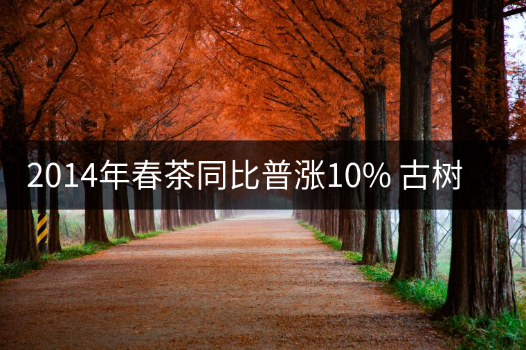 2014年春茶同比普漲10% 古樹普洱茶或將上浮1倍
