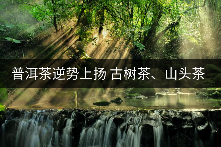 普洱茶逆勢上揚(yáng) 古樹茶、山頭茶遭“熱捧”