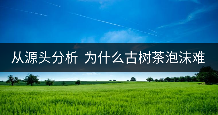 從源頭分析  為什么古樹茶泡沫難擠？