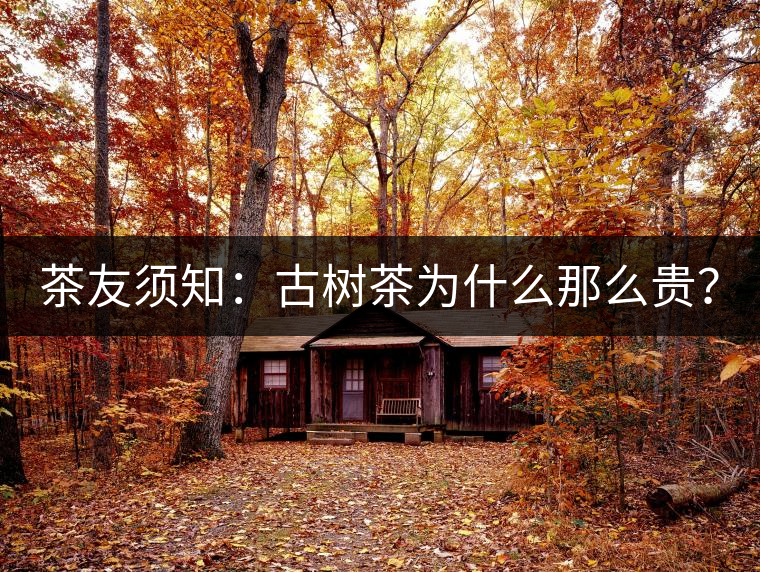 茶友須知：古樹茶為什么那么貴？