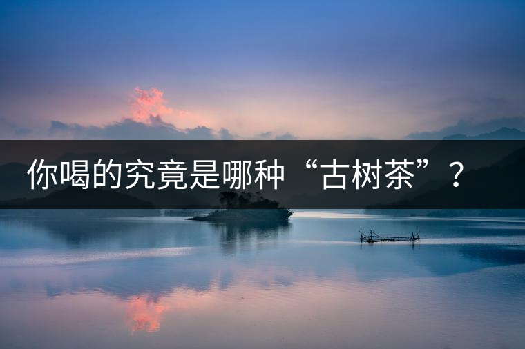 你喝的究竟是哪種“古樹(shù)茶”？（收茶必備知識(shí)）