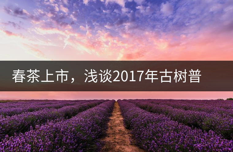 春茶上市，淺談2017年古樹普洱茶的市場增值潛力